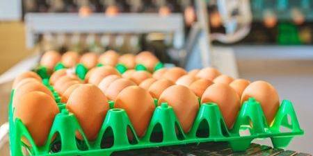 Nigeria : une usine de transformation d’œufs de 11 millions $ sera installée dans l’Etat d’Ondo