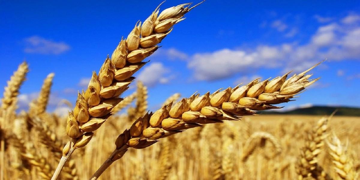 Tunisie:Hausse de près de 21% des importations des céréales durant les 8 mois de 2020