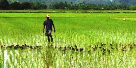 Sénégal: le chef de l’Etat instruit pour une suppression des charges fixes payées par les producteurs de riz à la Senelec