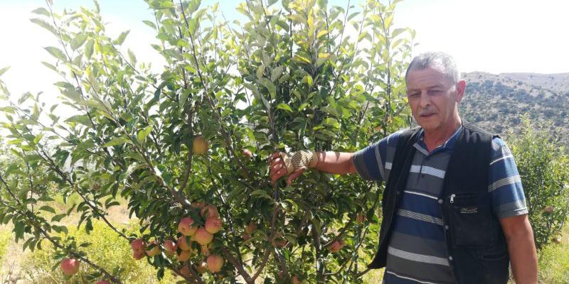 Algérie:Sa culture connaît un franc succès à Batna et Khenchela : La pomme, l’autre reine des Aurès