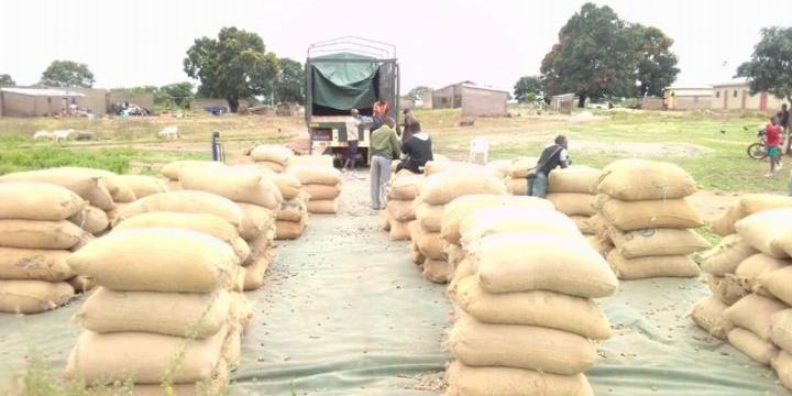 Côte d’Ivoire:Le GIE-GEPPA soulage les producteurs d’anacarde dans le nord