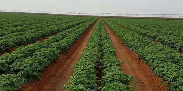 Algérie:Création de l’Office de développement de l’agriculture industrielle en terres sahariennes