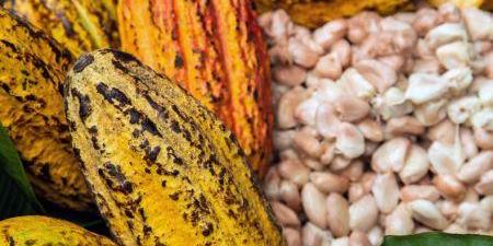 Côte d’Ivoire : le nombre de licences d’exportation de cacao augmente à 91 en 2020/2021