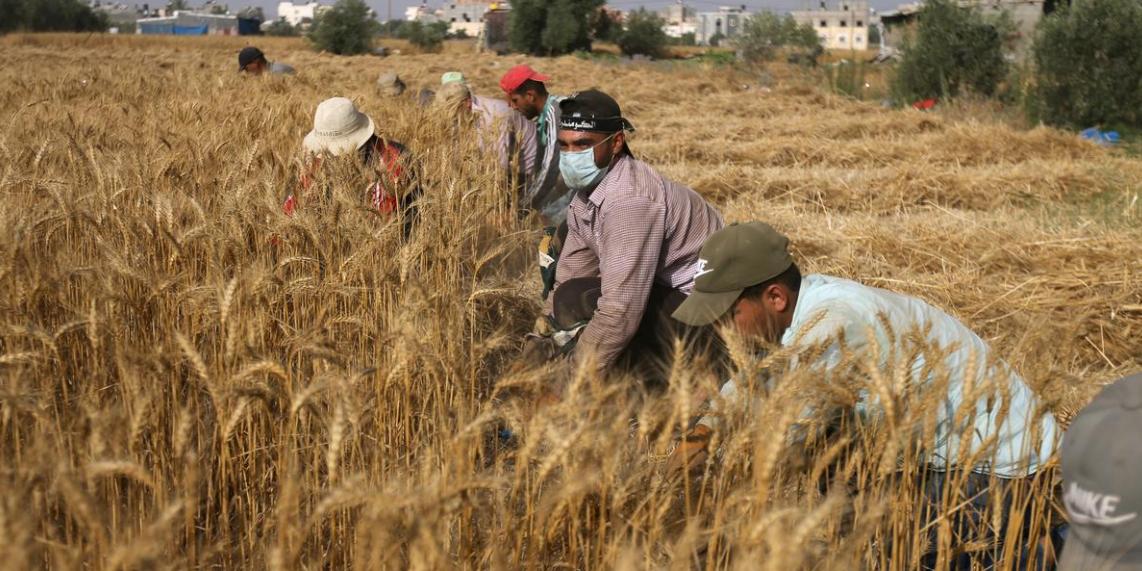 Egypt increases imports, encourages domestic production to maintain food security amid pandemic