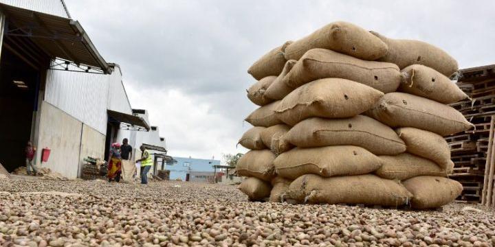 La Côte d’Ivoire, leader mondial de production d’anacarde, se lance dans la transformation