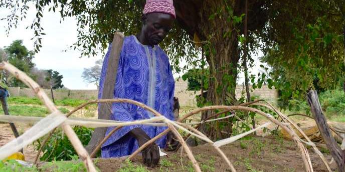Au Sénégal, miser sur l’agroécologie pour un développement plus durable