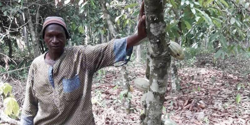 Côte d’Ivoire:Lutte contre la déforestation , De nouvelles techniques pour préserver la forêt ivoirienne