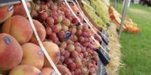 La Tunisie a exporté 3 000 tonnes de fruits vers la Libye en octobre