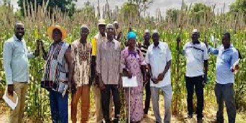 SENEGAL:DES ACTEURS DE LA FILIÈRE MIL FAMILIARISÉS À DE NOUVELLES VARIÉTÉS AMÉLIORÉES ET HYBRIDES DE L’ISRA