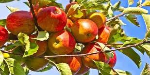 Maroc: Les filières arboricoles phares se préparent à de bonnes récoltes