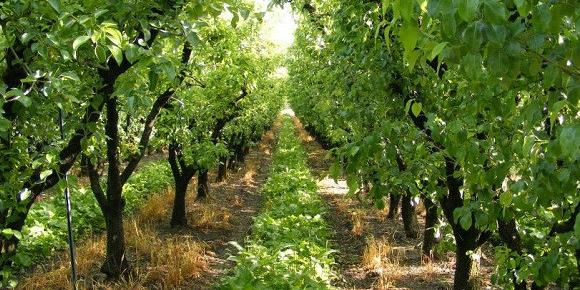 Algérie:Arboriculture: production de 7 à 10 millions de quintaux supplémentaires d’ici à 2024
