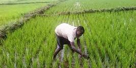 SENEGAL:RIZICULTURE ,32.000 HECTARES EMBLAVÉS DANS LA VALLÉE (DG SAED)