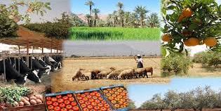 Maroc: Les prémices d'un bon cru s'annoncent
