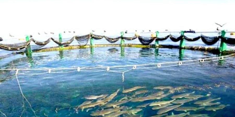 الجزائر:دخول 6 مشاريع لتربية المائيات مرحلة التسويق بمستغانم