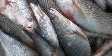 SENEGAL:THIÈS, L’ANA RELANCE LA PISCICULTURE À MONT ROLLAND