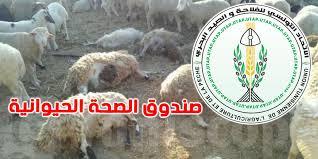 تونس : إتّحاد الفلاحة والصيد البحري يدعو لاحداث صندوق الصحة الحيوانية