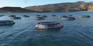 المغرب : مشروع لتربية سمك البلطي يرى النور بسد الوحدة
