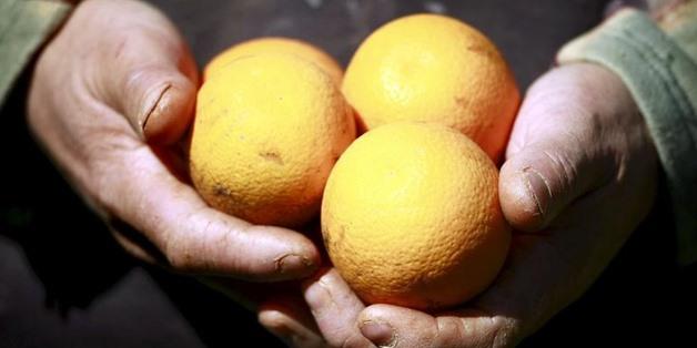 Egyptian embassy in Tokyo: Ban on Egyptian citrus to Japan lifted