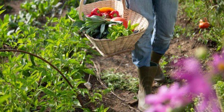 Tunisie:La permaculture, une voie pour un développement agricole et économique équitable