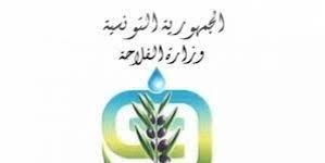 تونس : وزارة الفلاحة تطلق خطة وطنية لإنتاج بذور البطاطا لتفادي تكاليف التوريد