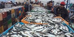 Maroc: Hausse des exportations des produits de la mer à fin septembre