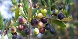 Maroc: Une production prévisionnelle de plus de 150 mille tonnes durant l'actuelle saison agricole