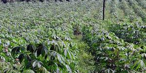Côte d’Ivoire: Bientôt une application pour découvrir les maladies de la plante de manioc
