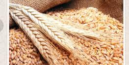 المغرب :"Syngenta " و"Agrin" توزعان 440 قنطارا من بذور القمح لفائدة 220 فلاحا
