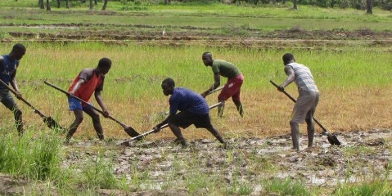 Sénégal:De jeunes agriculteurs de Louga sollicitent le soutien de l’Etat