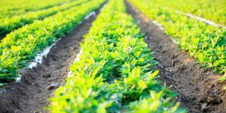 Sénégal: le secteur agricole bénéficiera d’un budget de 171 milliards Fcfa en 2021