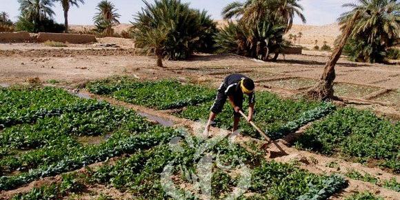 Algérie:PLF 2021, les députés appellent à plus d'attention au secteur de l'agriculture