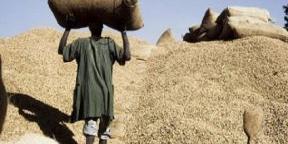 Sénégal:Commercialisation de l’arachide, Les exportations vers la Chine ont généré 111 milliards FCFA (ministre)