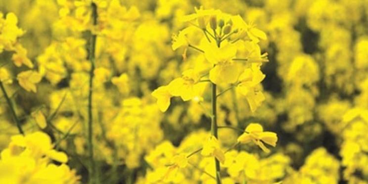 Algérie:Agriculture , La culture du Colza en Algérie «une filière prometteuse»