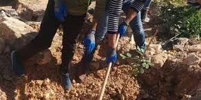 الجزائر:إطلاق تجربة نموذجية لزراعة الخروب بورقلة