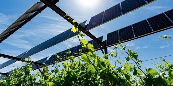 Algeria:Solar energy as agriculture development booster, suggests CEREFE report
