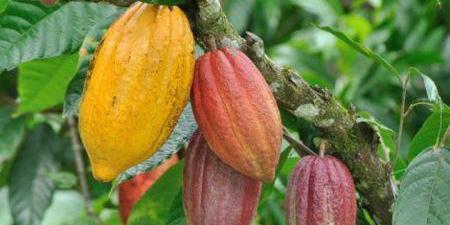 Côte d’Ivoire : le prix minimum du cacao pourrait baisser à 750 Fcfa/kg durant la petite traite 2020/2021
