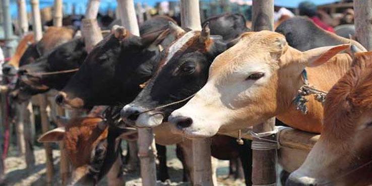 Nigeria : Edo Shuts Illegal Cattle Markets