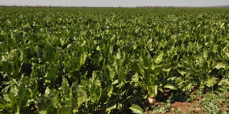 MOROCCO : OCP Promotes Sustainable Growth For Africa’s Agricultural Future
