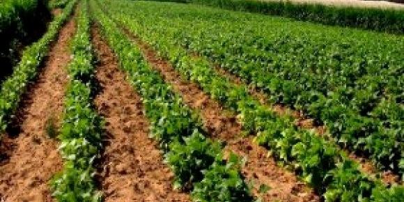 Algérie : Agriculture, des mesures d'urgence pour relancer l’activité agricole