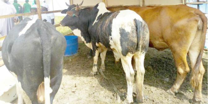 NIGERIA:How To Improve The Livestock Subsector