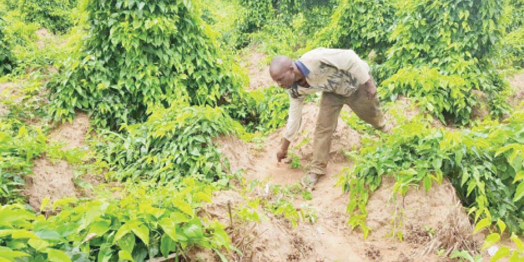 NIGERIA:How Non-Repayment Threatens Agric Loans