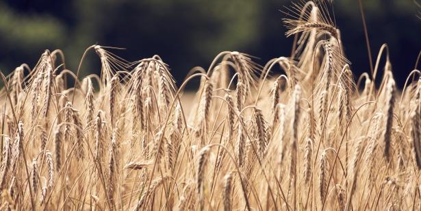 Maroc : Taounate - La production céréalière carbure à plus de 200% cette année