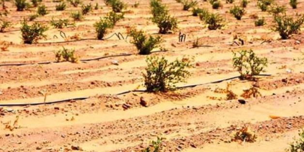 EGYPT:Pics, One of Egypt's most arid governorates plans to be main producer of jojoba oil