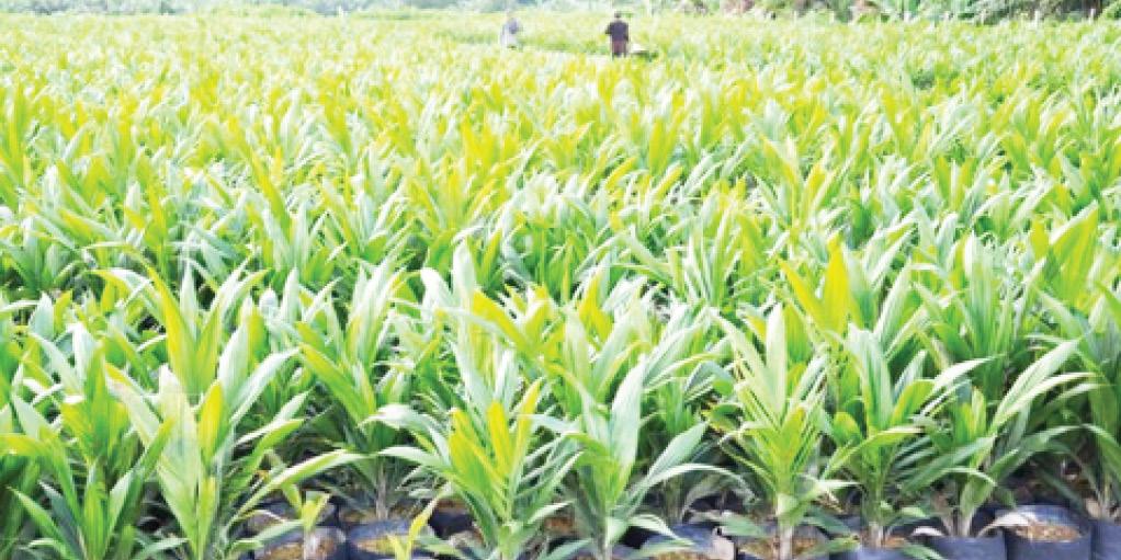 NIGERIA:Tree Crops Under Threat As Focus Shifts To Rice, Maize