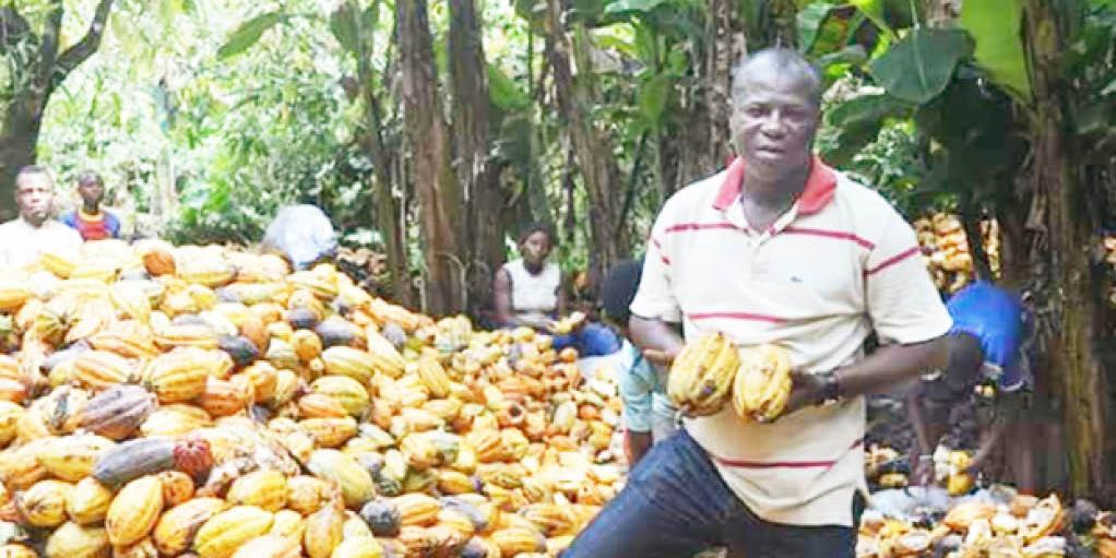 Nigeria’s Cocoa Output May Drop Over Weather, Rising Input Cost