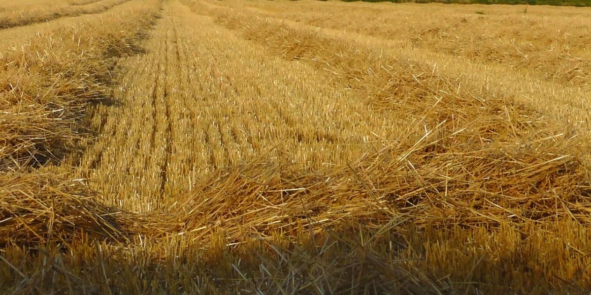 Tunisie : Hausse du prix mensuel de blé, à l’international, de 12,8%, en août 2021