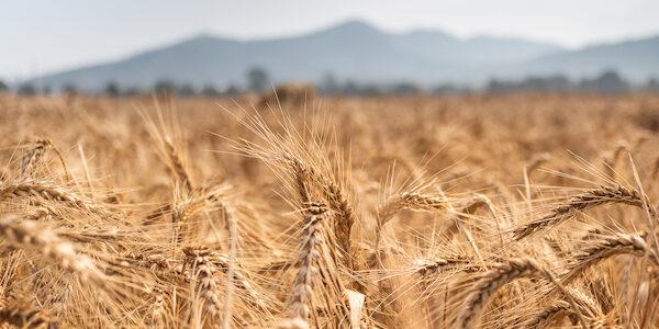 Nigeria: What Must Be Done To Achieve Wheat Sufficiency