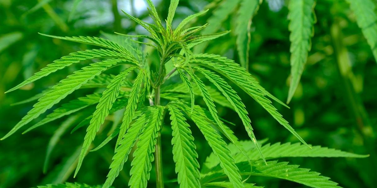 South African cannabis company lists on German Stock Exchange