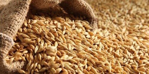 Egypt's strategic reserves of wheat sufficient for more than 5 months