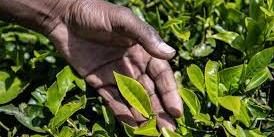 Nigeria : 2021: Blighted by high food prices, insecurity, Nigeria’s agric sector had some good news too